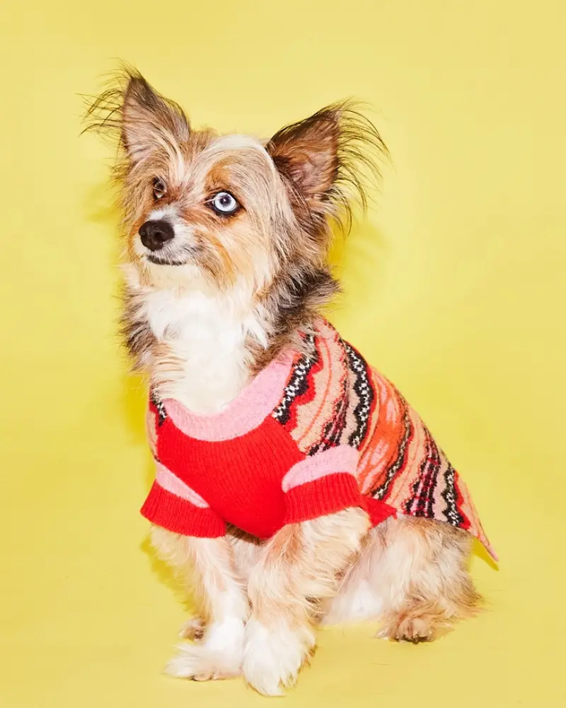 Merino Wool Fairisle Floral Dog Sweater In Pink (Final Sale) 1