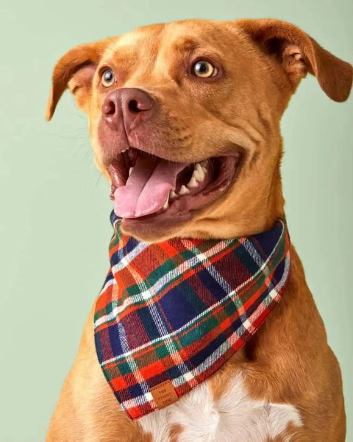 Dakota Plaid Flannel Dog Bandana (Made In The Usa) (Final Sale) 1