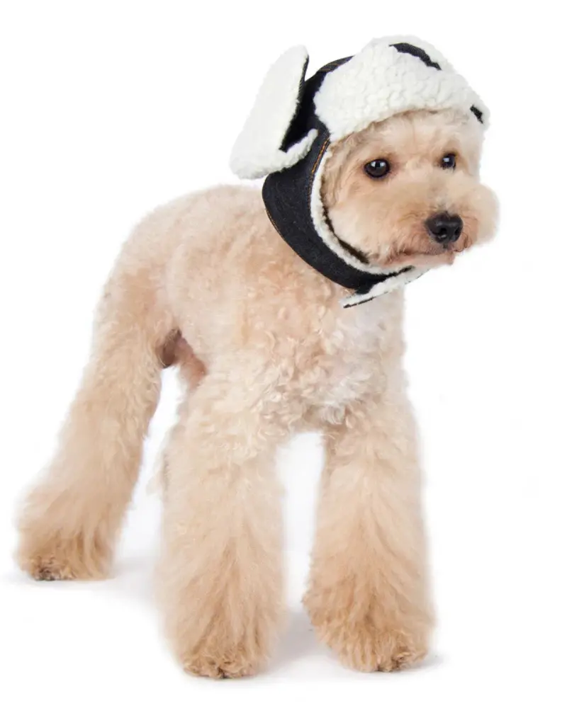 Denim & Sherpa Trapper Dog Hat (Final Sale) 2