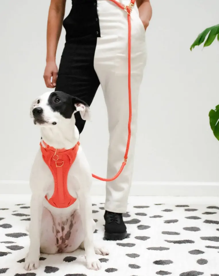 Infinity Dog Leash In Spice 1