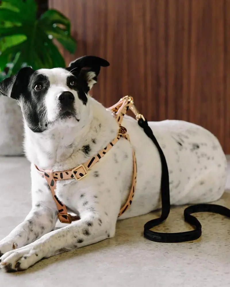 Tiggy Leather Dog Harness (Final Sale) 1