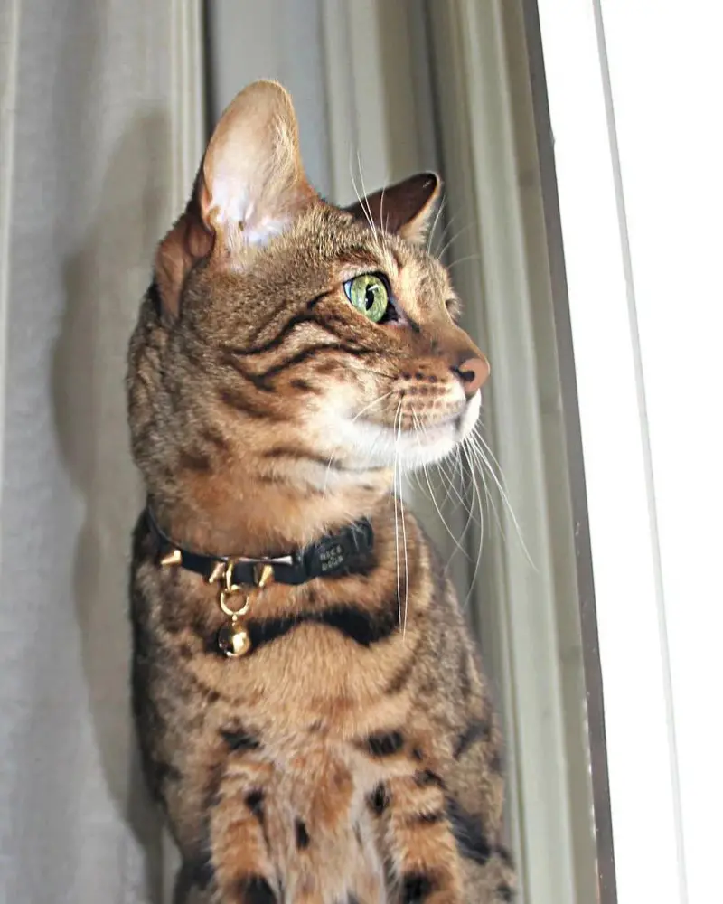 Spike Leather Cat Collar In Gold Noir 1