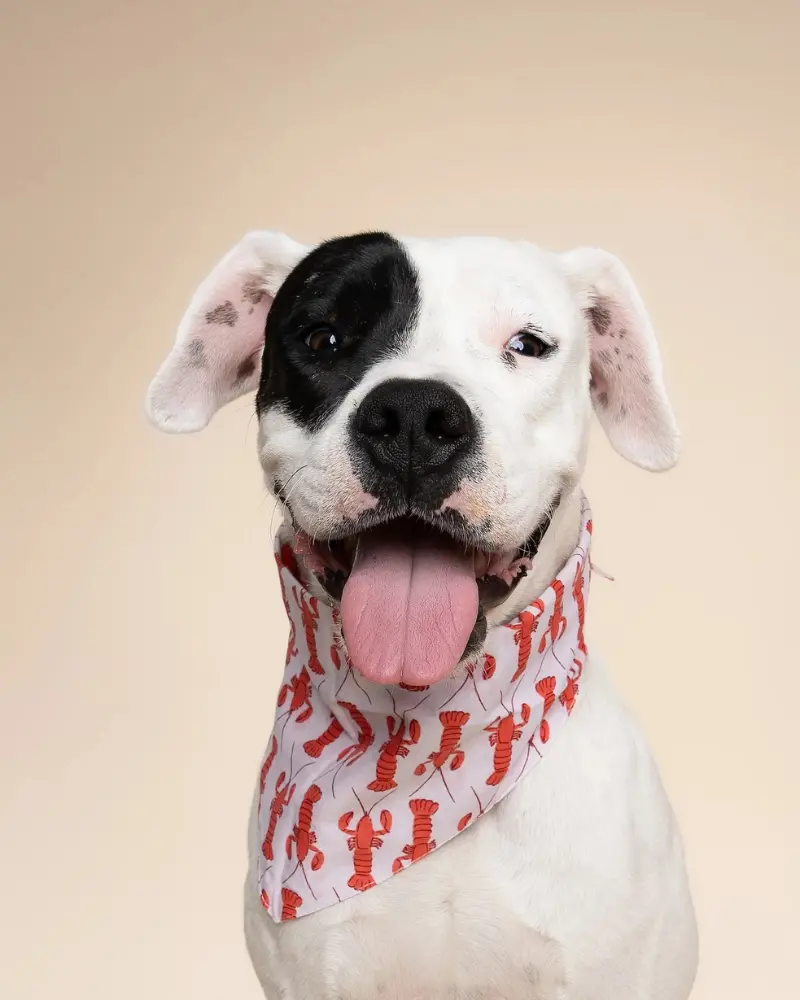 Lobstah Dog Bandana (Final Sale) 1