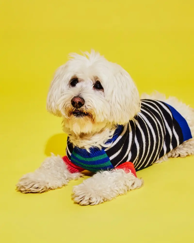 Merino Wool Mixed Up Stripes Dog Sweater (Final Sale) 1