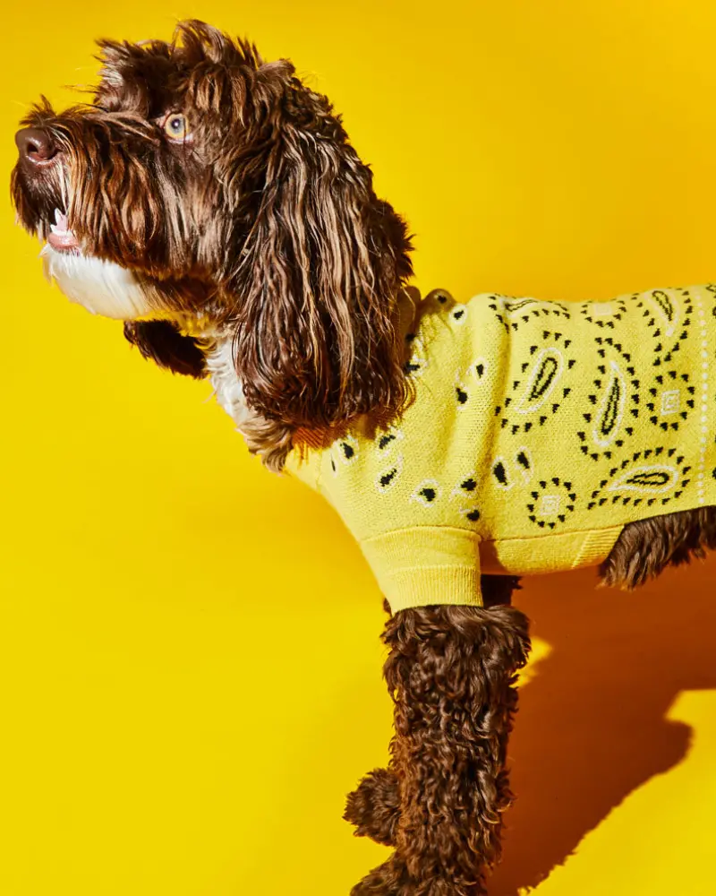 Merino Wool Bandana Print Sweater In Yellow (Final Sale) 1