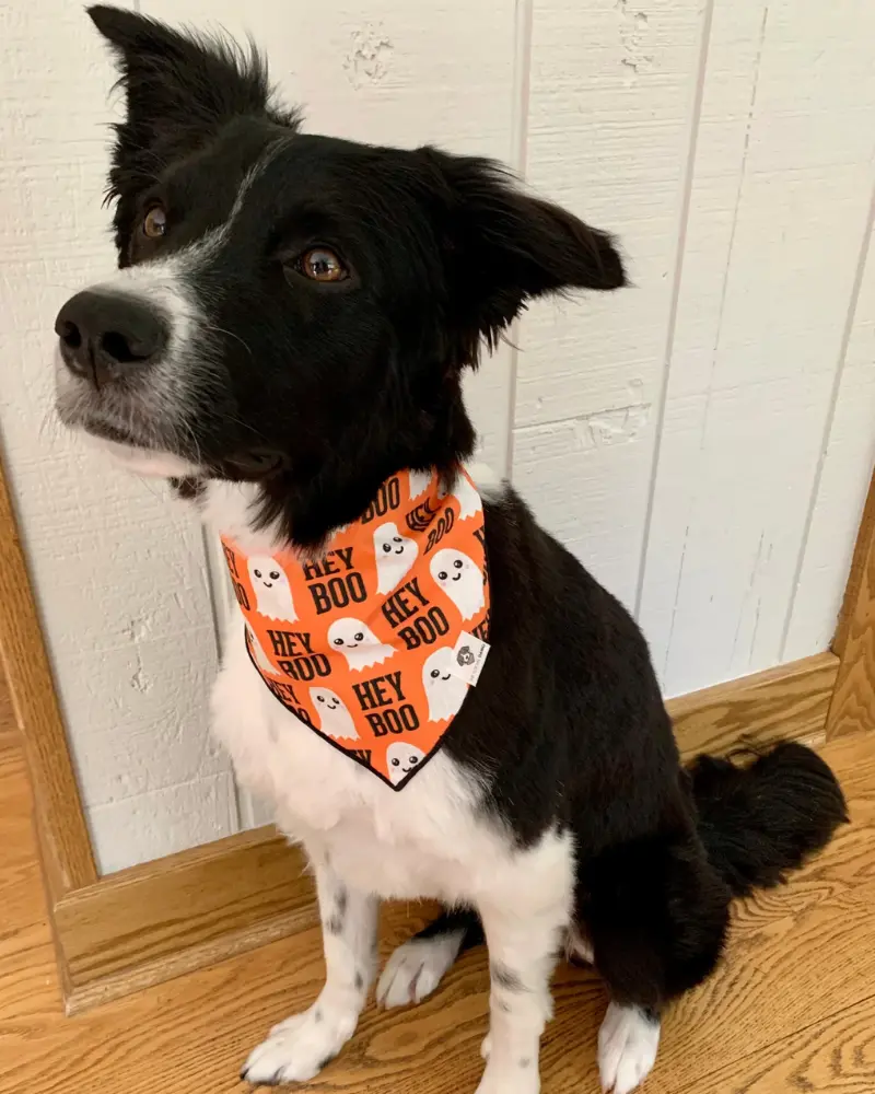 Hey Boo Halloween Dog Bandana<Br>(Made In The Usa) 1