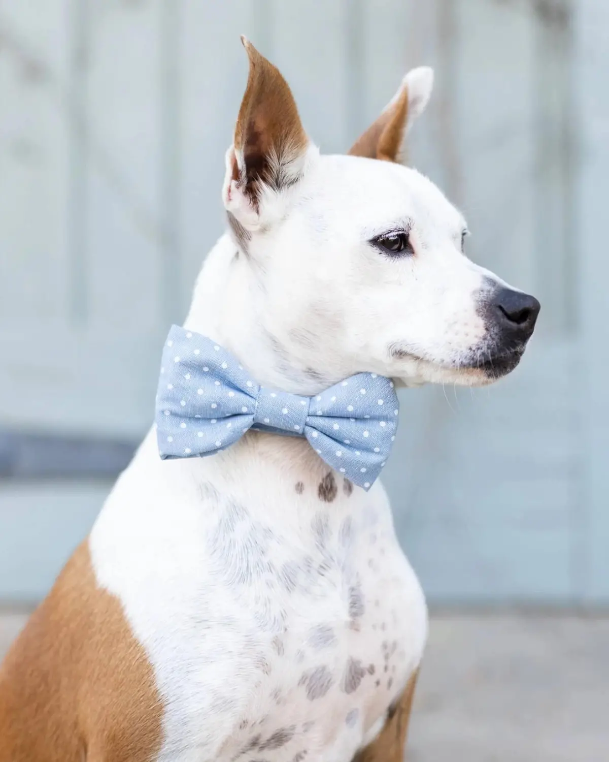Chambray Dots Dog Bow Tie (Made In The Usa) (Final Sale) 1