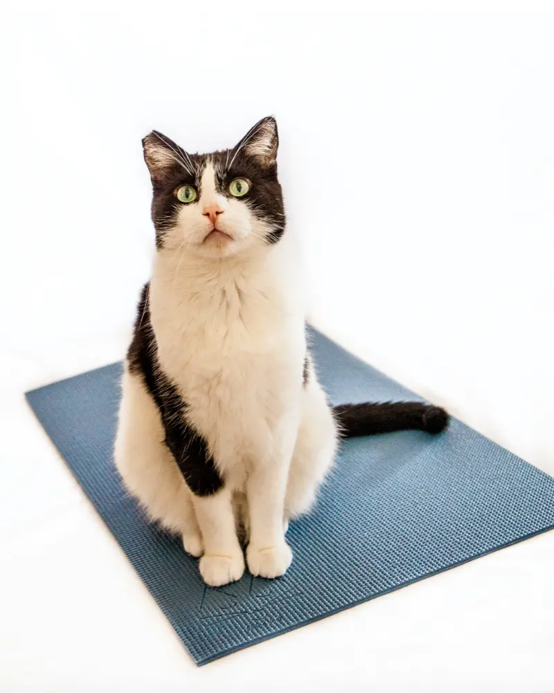 Feline Yogi Cat Mat (Made In The Usa) << Clearance >> 1