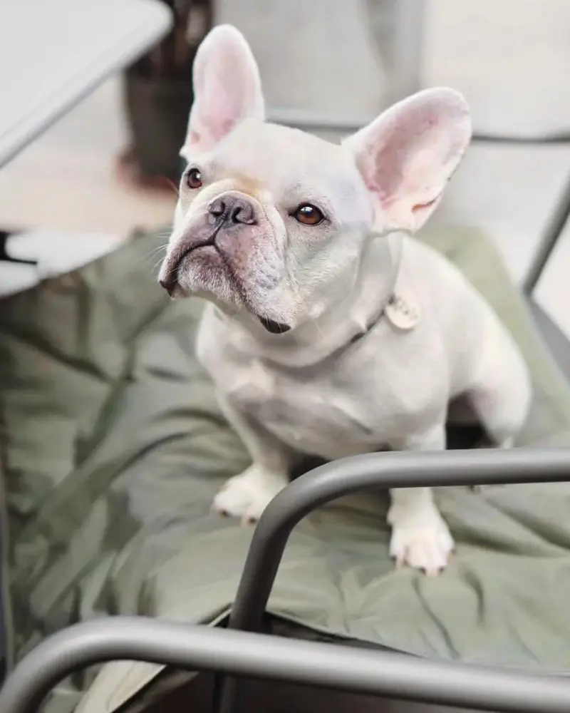 Orii Ultra Lightweight Pet Travel Mat In Fern (Final Sale) 1