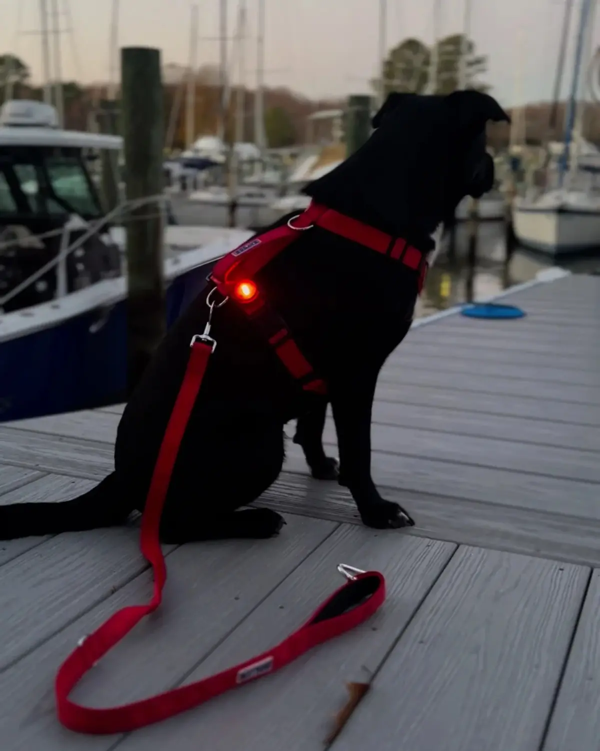 Firefly Dog Led Safety Light 1