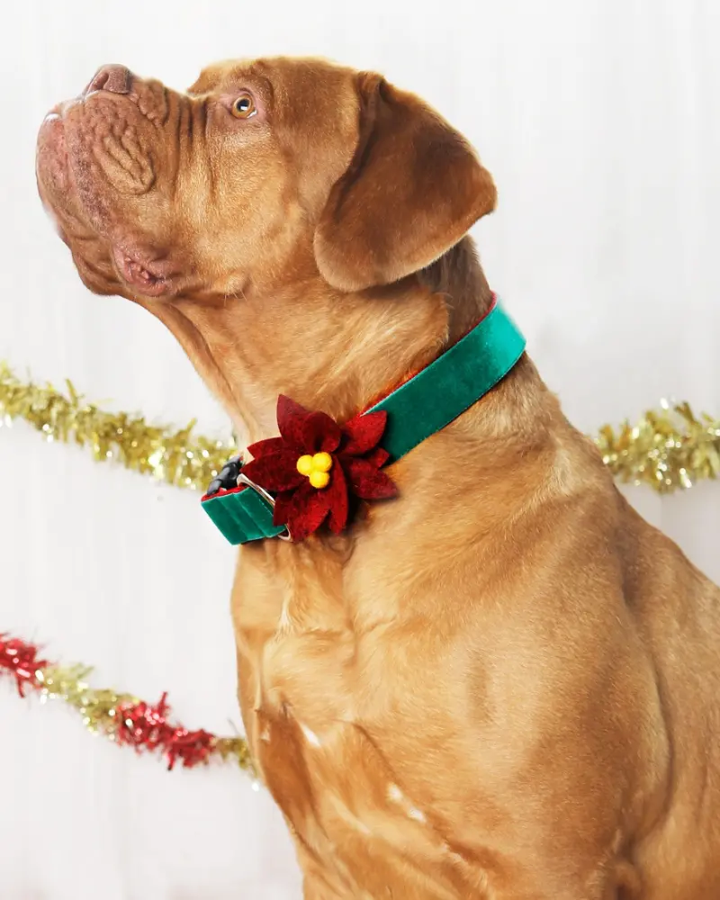 Poinsettia Holiday Dog Collar Flower (Made In The Usa) 1