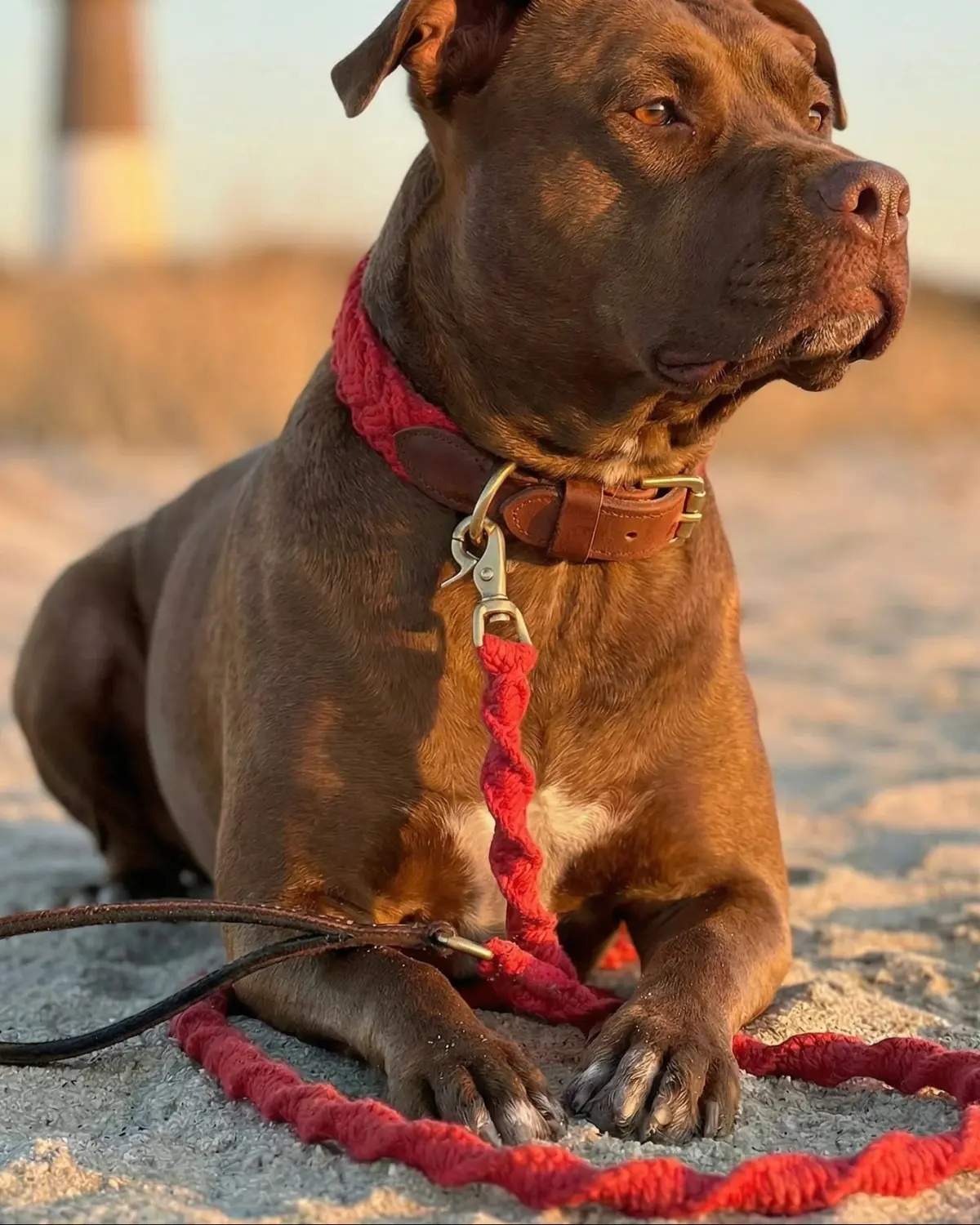 Seaside Cotton Woven Rope Dog Leash In Red 1