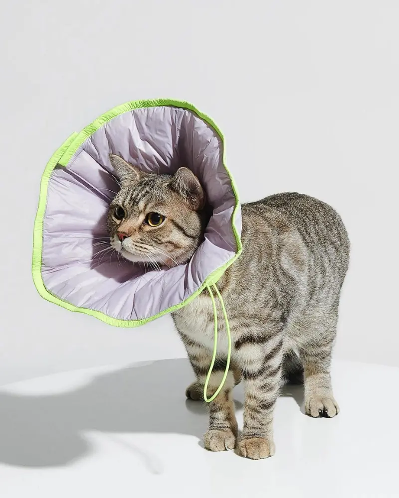 E-Collar In Violet 1