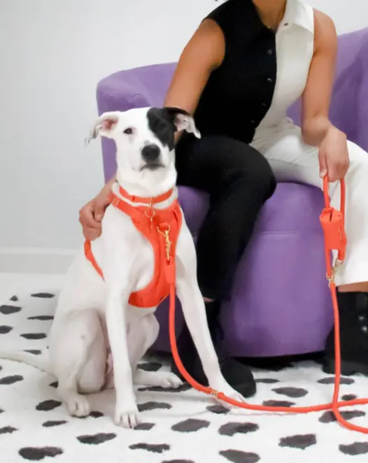 Huggie Dog Harness In Spice<Br>(Final Sale) 1