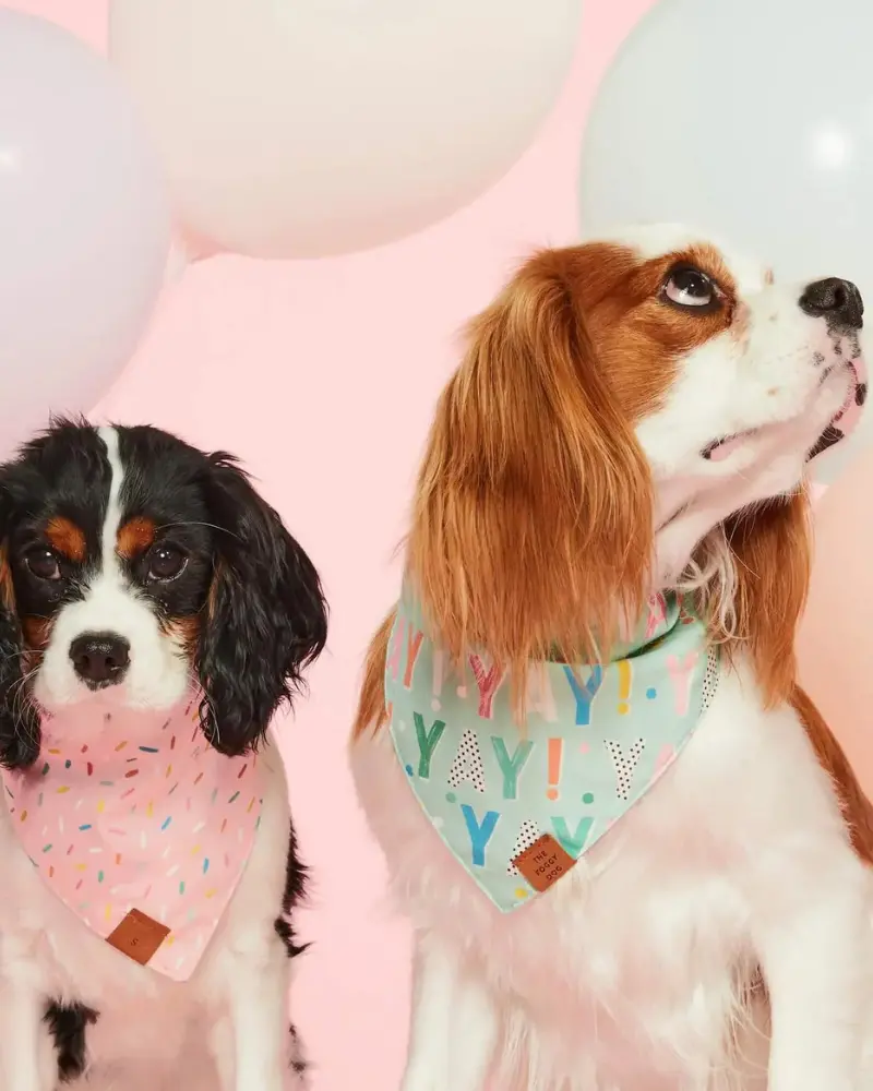 Yay Reversible Birthday Dog Bandana 1