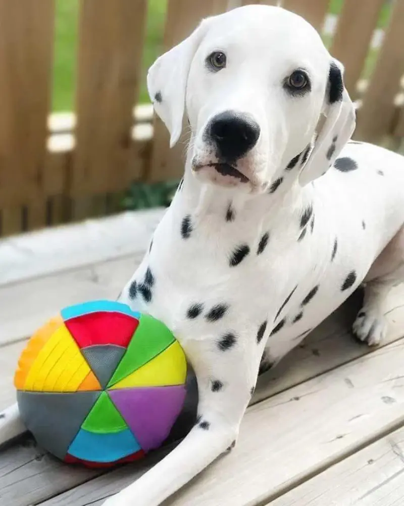 Hide N' Seek Disk Dog Toy 1