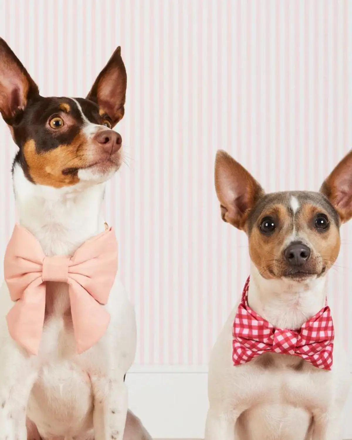 Raspberry Gingham Dog Bow Tie (Made In The Usa) (Final Sale) 1