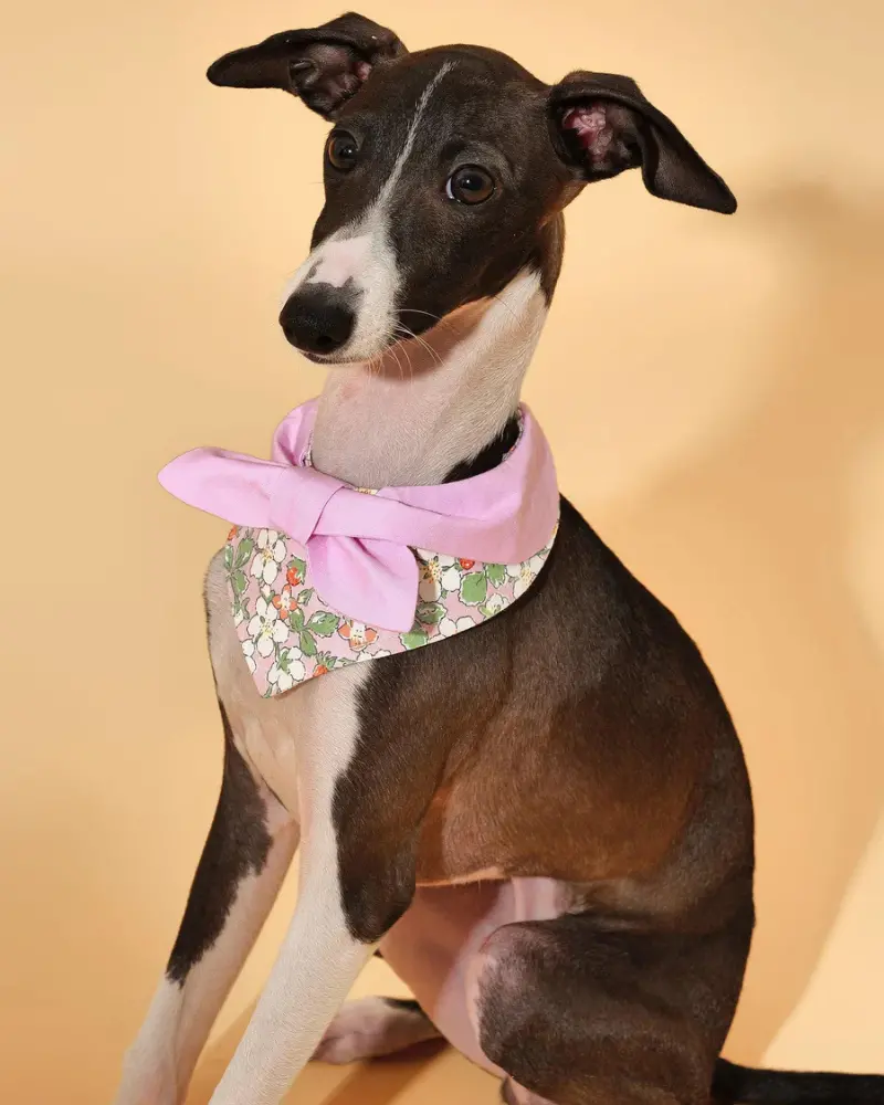 Garden Pink Bloom Dog Bandana (Final Sale) 1