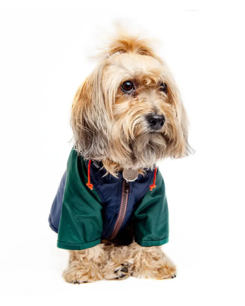 Nylon Colorblock Dog Rainbreaker In Hunter Green & Navy (Exclusive To Dog & Co.) 1