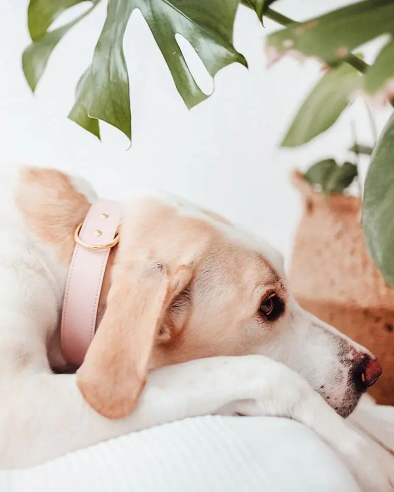 Moni Dog Collar In Blush Pink Leather (Made In Italy) (Final Sale) 5