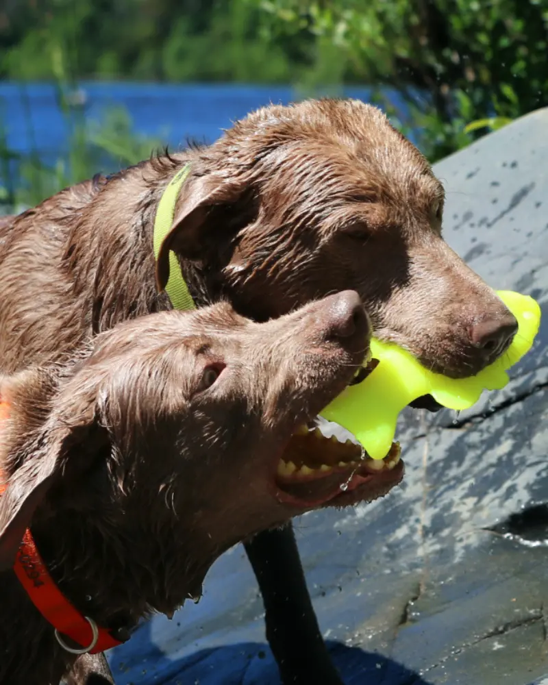 Rubber Fish Floating Dog Toy (Made In The Usa) 2