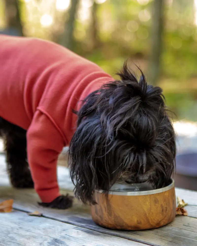 Stainless Steel Dog Bowl In Teakwood 1