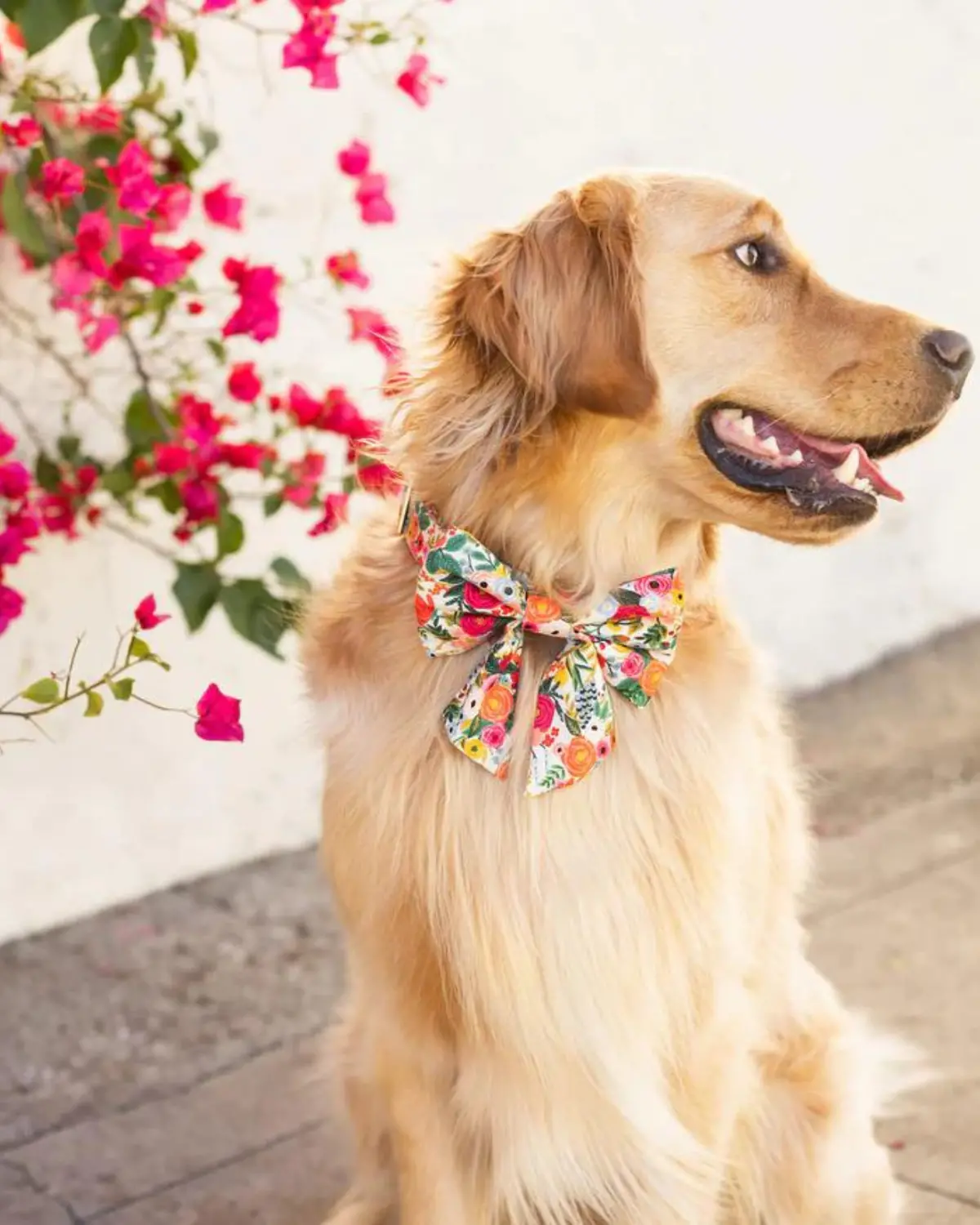 Rifle Paper Co. X Tfd Garden Party Spring Lady Dog Bow (Made In The Usa) 1
