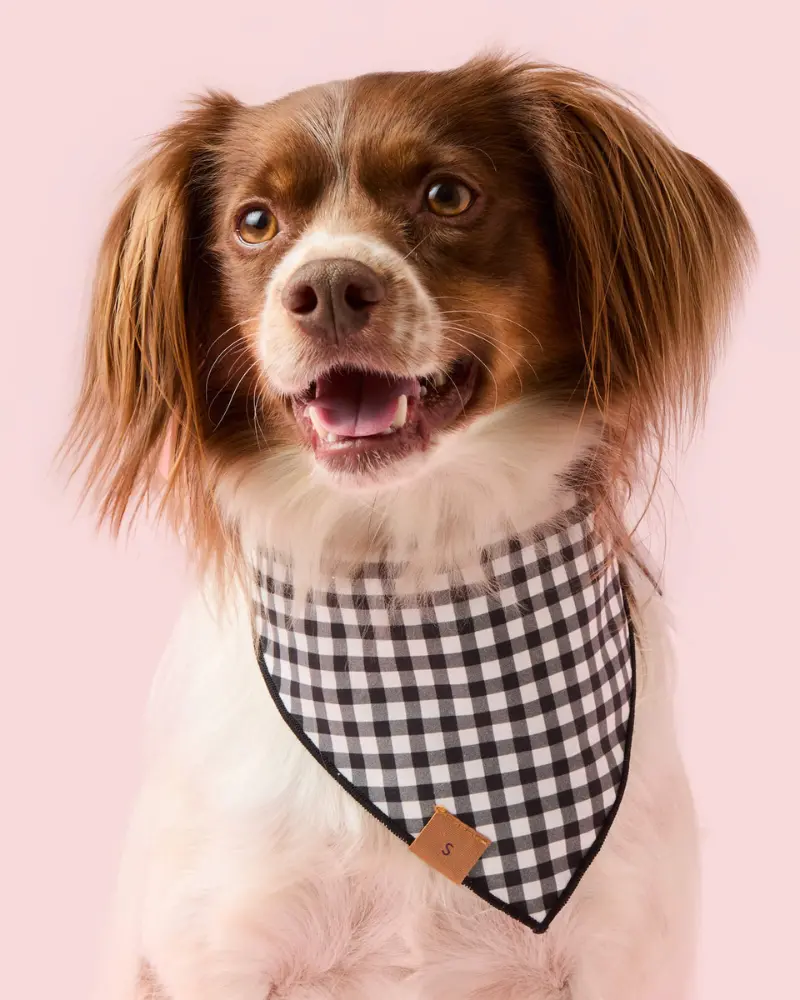 Spooky Season Glow-In-The-Dark Reversible Dog Bandana (Made In The Usa) 3