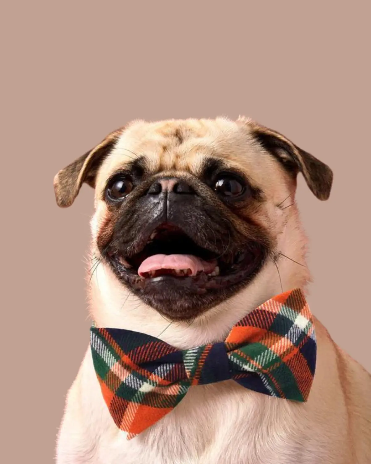 Dakota Plaid Flannel Dog Bow Tie (Made In The Usa) 1