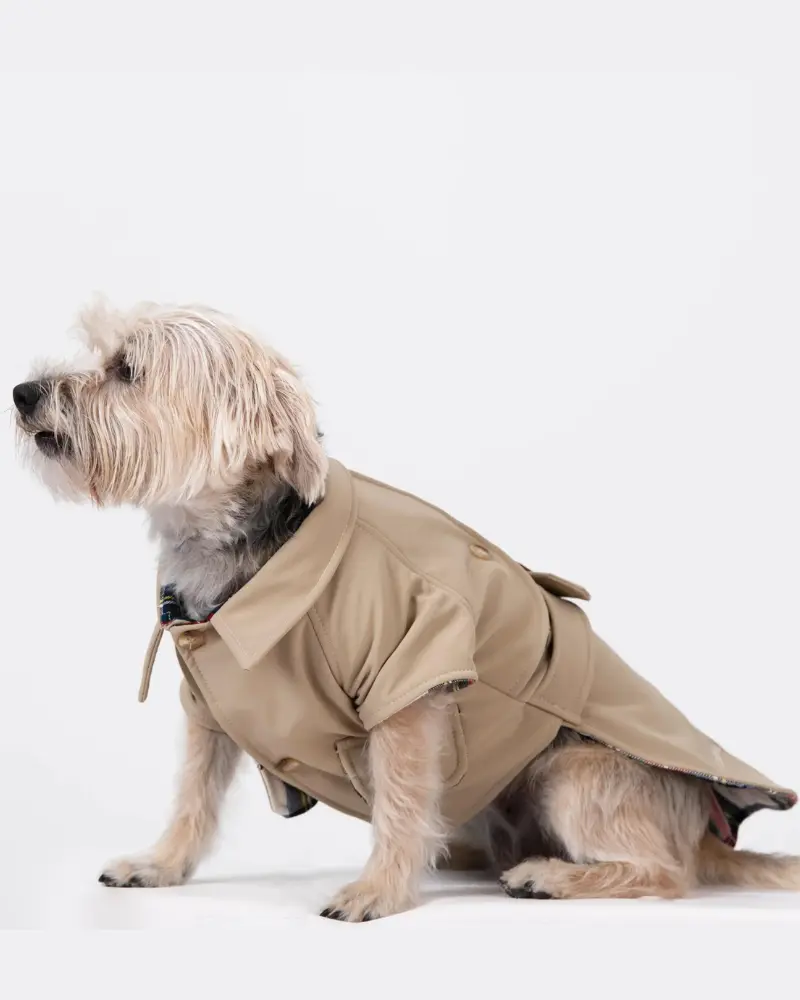 Frankie Dog Trench Coat (Made In Spain) (Final Sale) 2