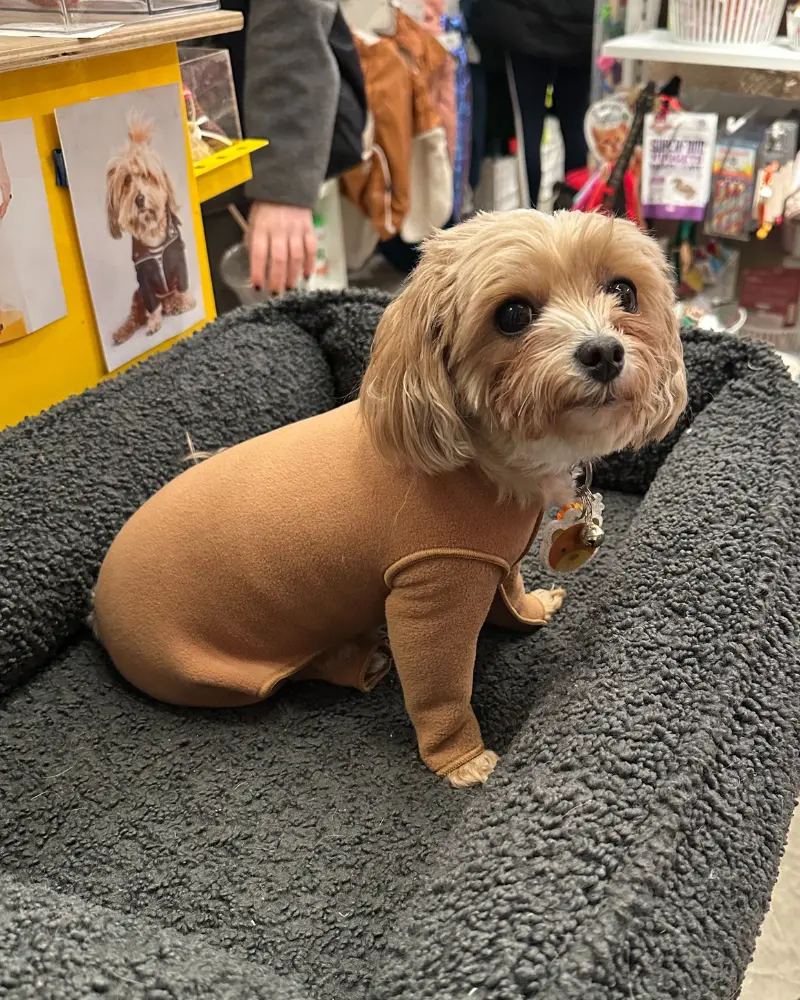 Stretch Fleece Onesie In Chipmunk (Made In The Usa, Dog & Co. + Gold Paw Exclusive!) (Final Sale) 1