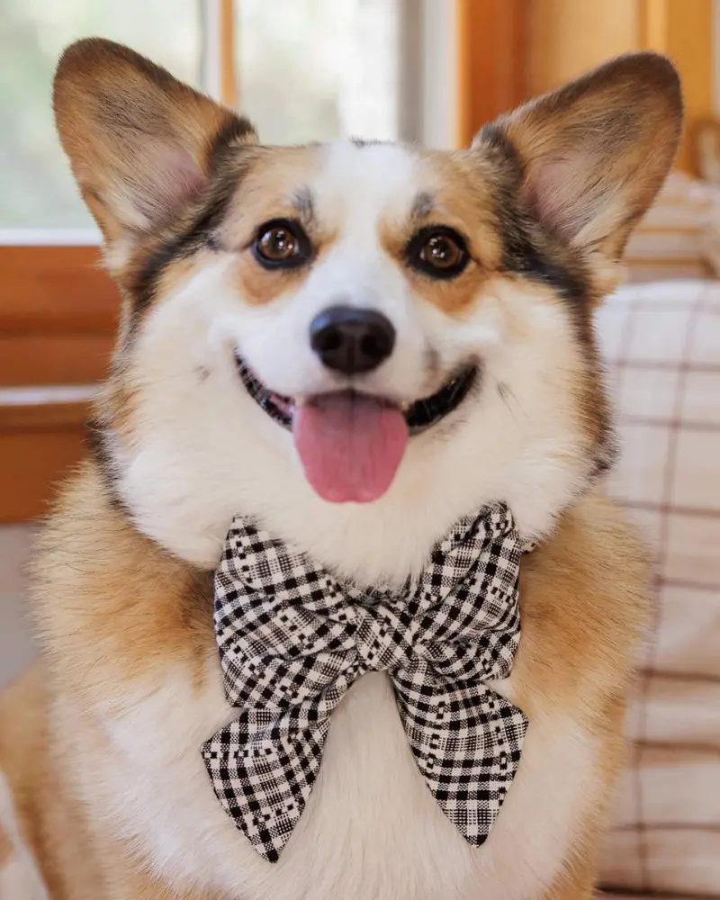 Hth X Tfd Soho Black Lady Dog Bow (Final Sale) 1