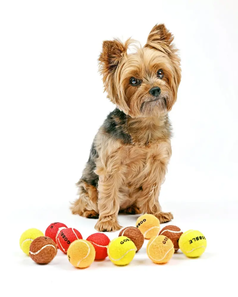 Gobble Gobble Mini Tennis Ball For Small Dogs 1