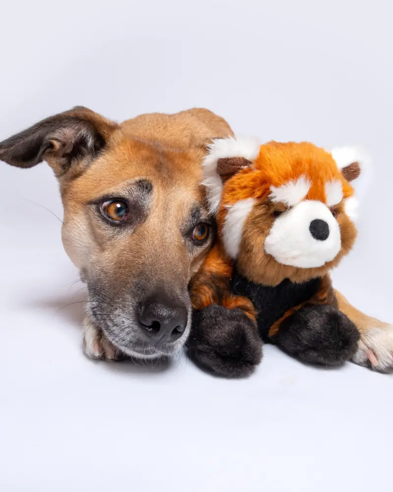 Archie The Red Panda Plush Squeaky Dog Toy 1