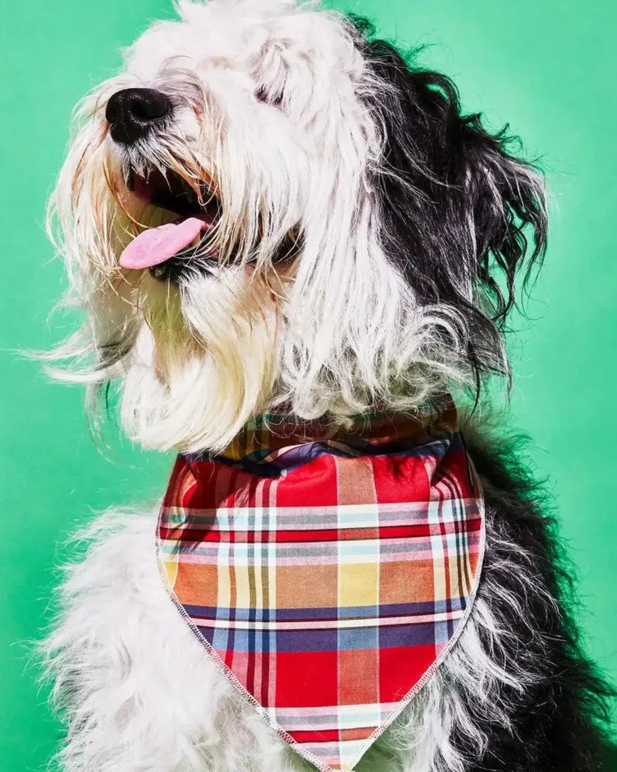 Reversible Plaid Dog Bandana (Made In The Usa) (Final Sale) 1