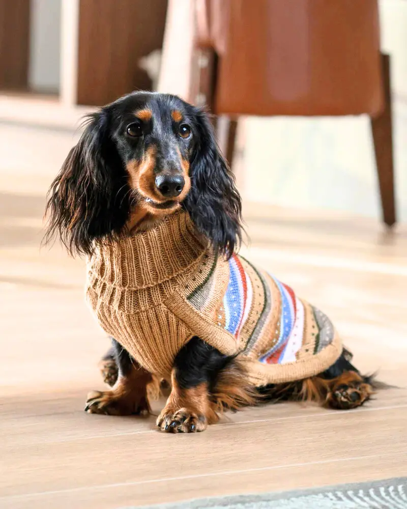 Earthy Stripes Alpaca Dog Sweater 1