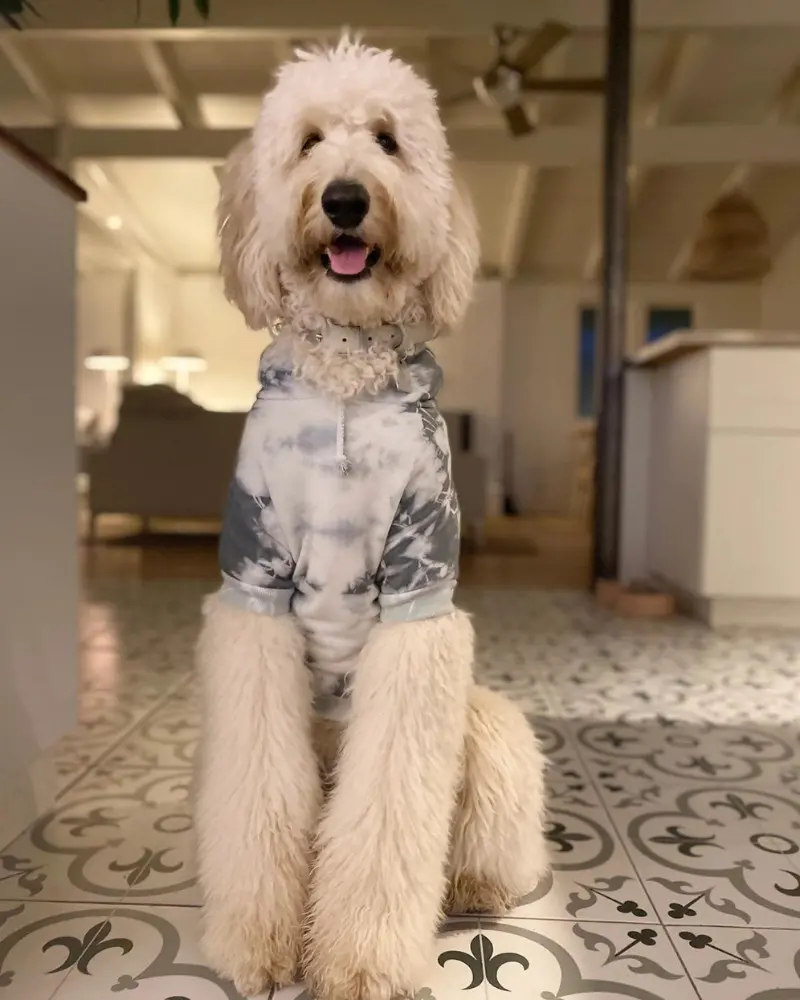 Tie Dye Dog Hoodie In Grey & White (Final Sale) 1