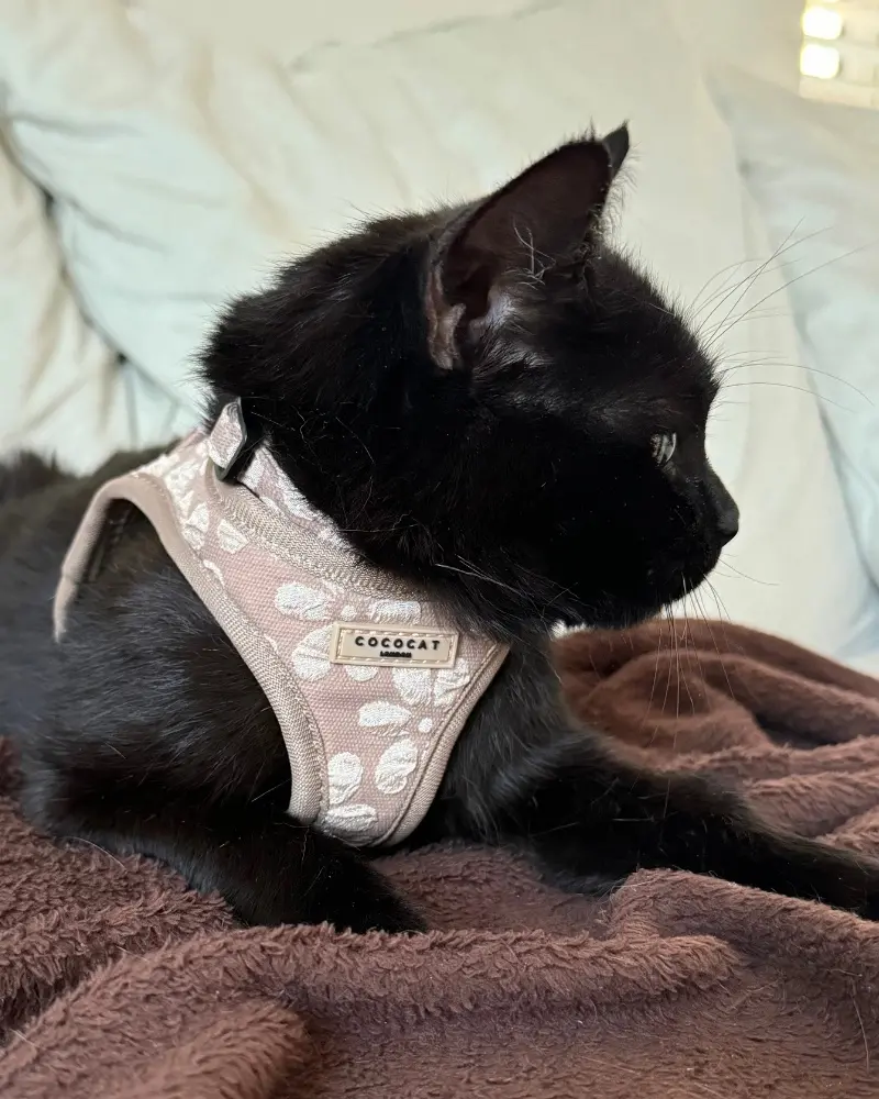 Mocha Flower Padded Cat Harness Final Sale 1