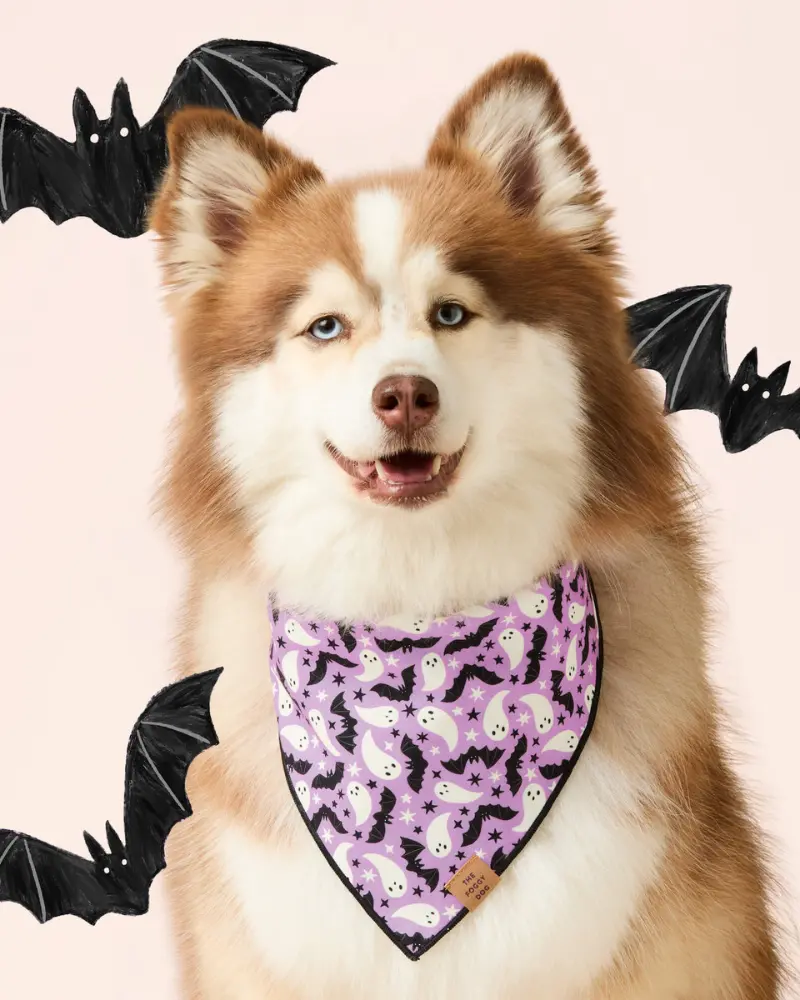 Spooky Season Glow-In-The-Dark Reversible Dog Bandana (Made In The Usa) 1