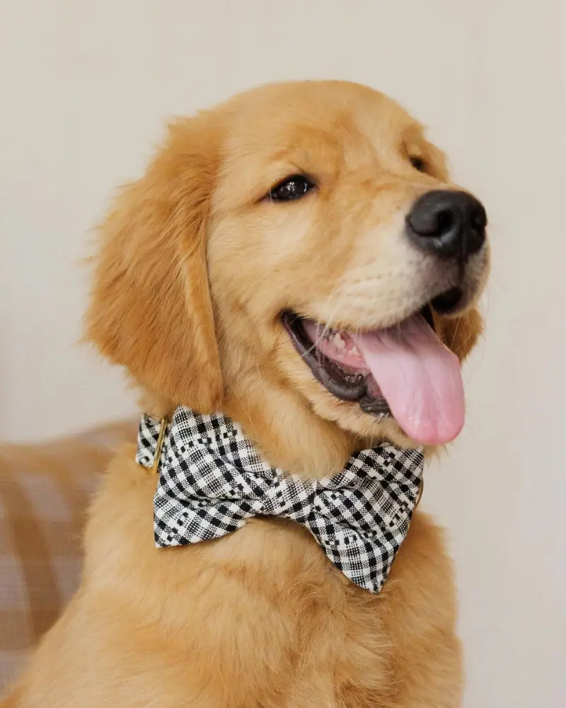 Hth X Tfd Soho Dog Bow Tie (Made In The Usa) (Final Sale) 1