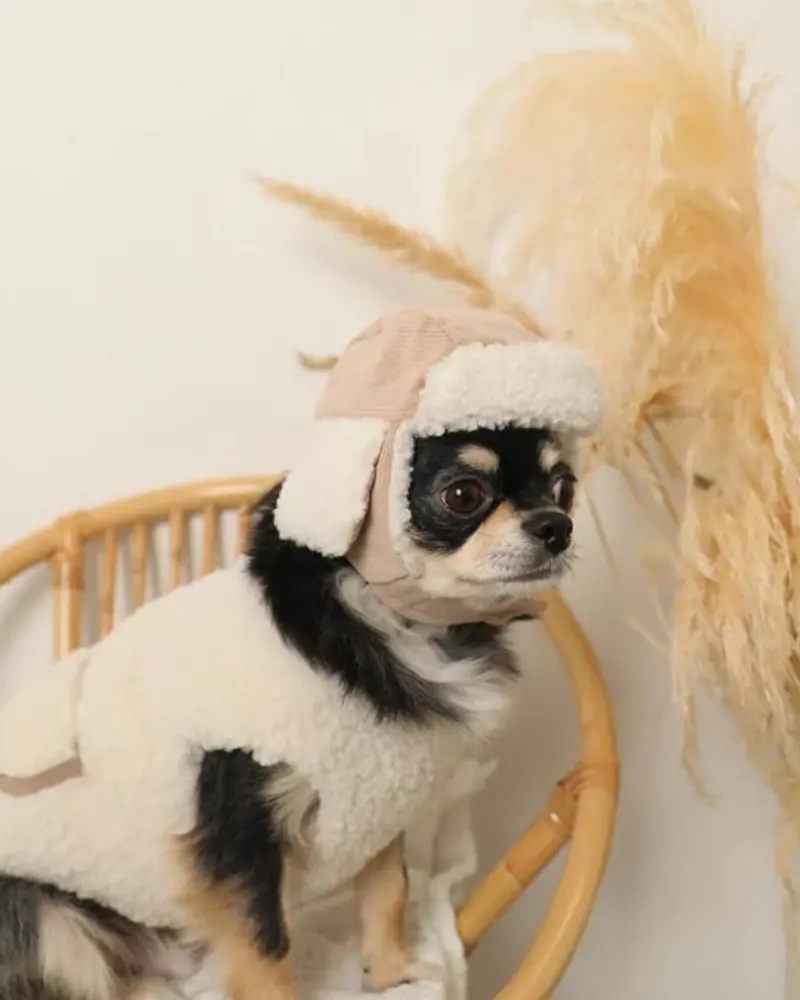 Corduroy Pet Flight Cap 1