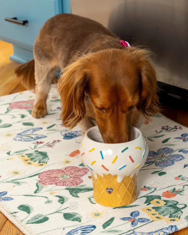 I Scream For Ice Cream Elevated Pet Food Bowl (Final Sale) 1