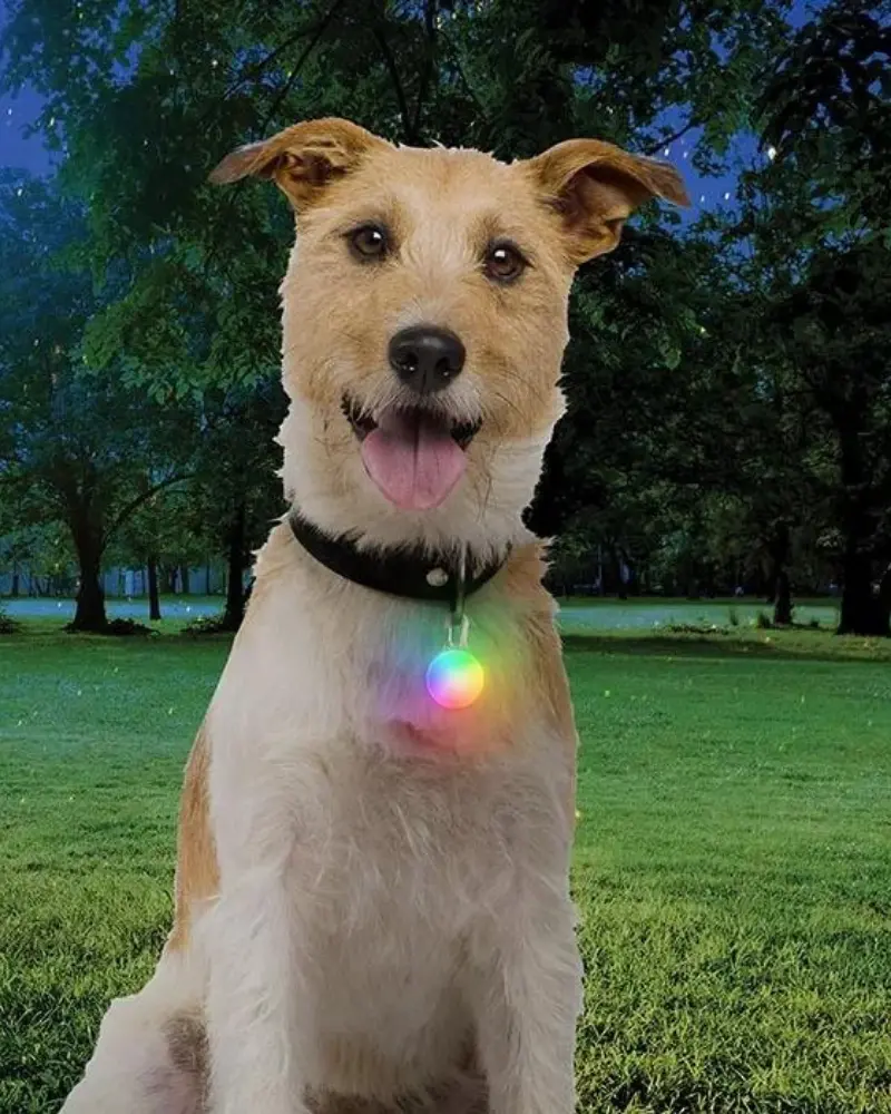 Rechargeable Dog Collar Light In Disc-O-Tech 1