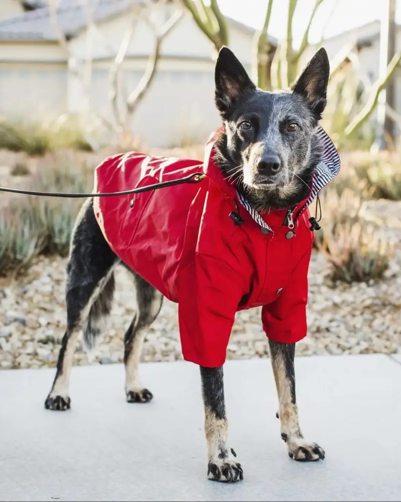 Rainy Day Dog Raincoat In Red 1