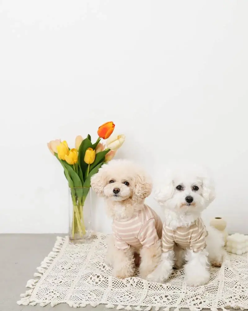 Ribbed Fruit Dog T-Shirts In Cherry Or Pineapple (Final Sale) 7