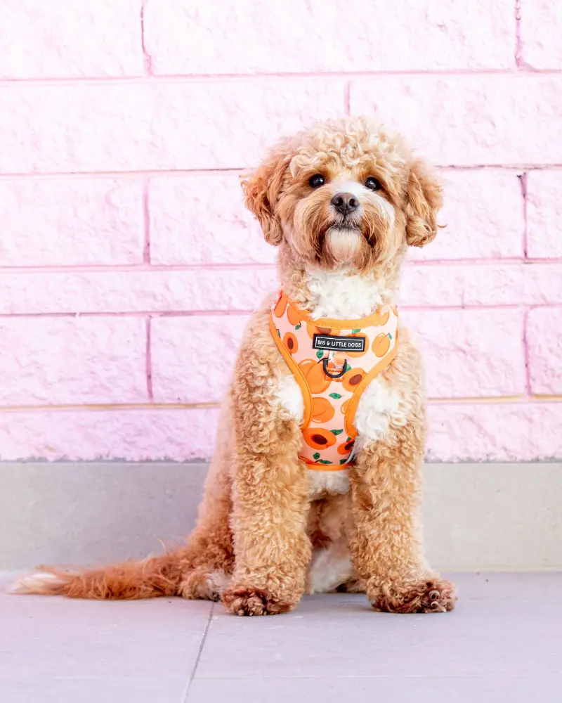Adjustable Dog Harness In Just Peachy << Final Sale >> 1