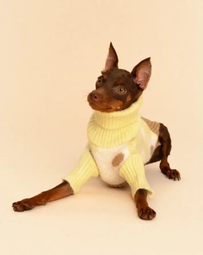 Sunny Side Dog Sweater (Final Sale) 1