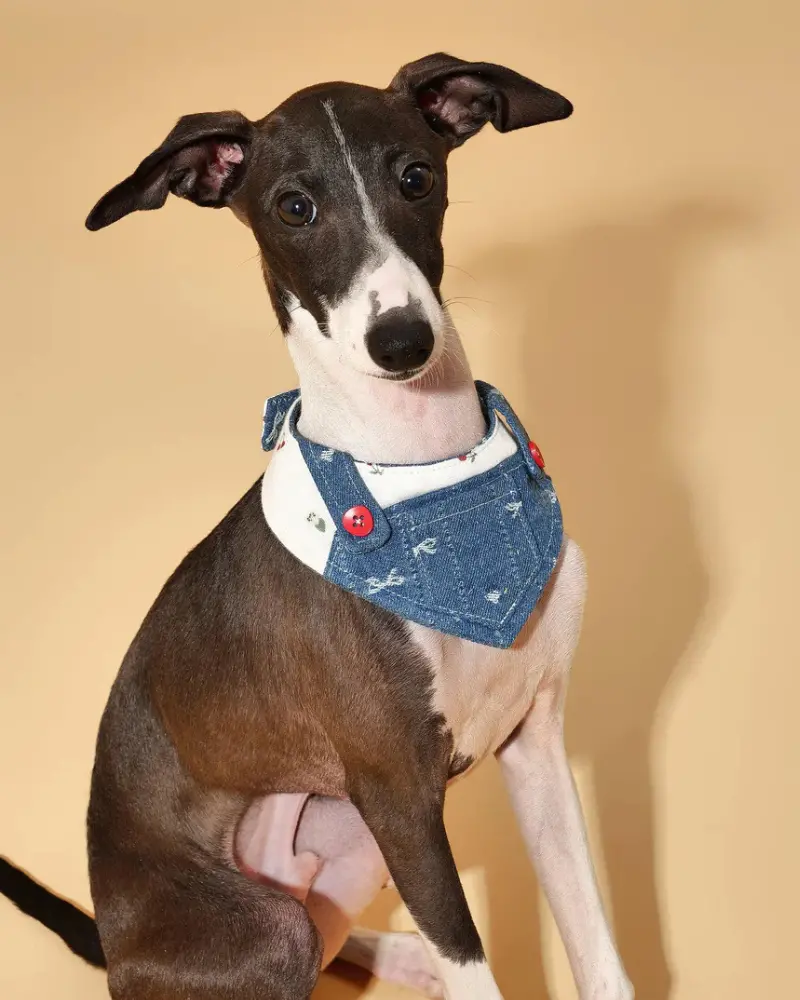 Reversible Denim Overalls Dog Bandana (Final Sale) 1