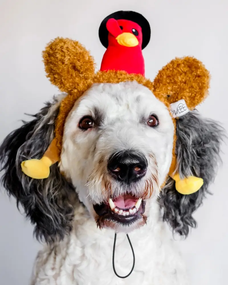 Mr Turkey Thankgiving Headband For Dogs 1