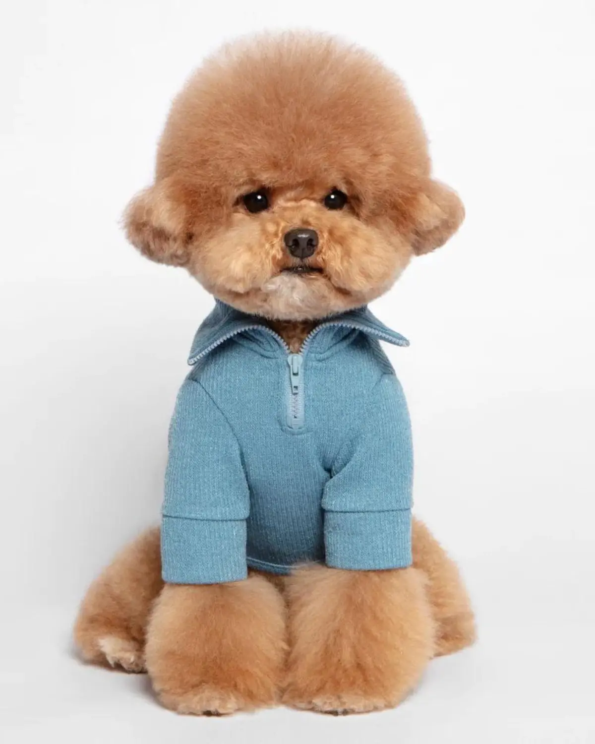 Foldover Half-Zip Dog Knit Sweater (Final Sale) 1